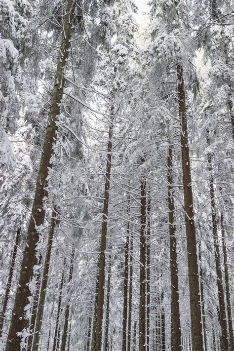 Spruce tree in snow woods stock photo. Image of tree - 34154838