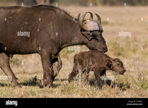 Kenya, Nakuru National Park, African Buffalo or Cape Buffalo (Syncerus caffer), mother and young ...