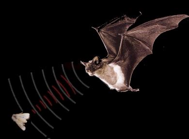 Interesting facts about bats | Just Fun Facts