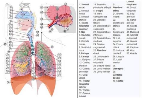 Sistemul Respirator la Om, Anatomia Aparatului Respirator