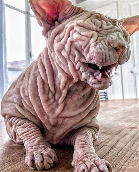 16+ Sphynx Cat Pictures That Will Blow Your Mind en 2020 (con imágenes) | Gatos raros