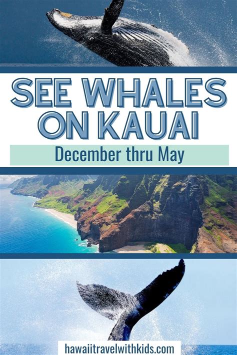 Ultimate Kauai Whale Watching Guide | Whale watching tours, Kauai, Hawaiian travel