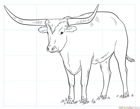 How to draw a longhorn | Step by step Drawing tutorials