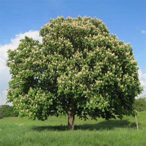 Aesculus hippocastanum - Marronnier commun ou d'Inde - Arbre caduc