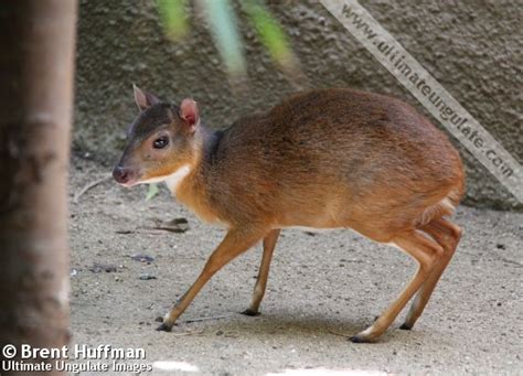 Royal antelope (Neotragus pygmaeus) - Detailed information