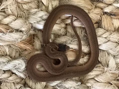 Dekay’s Brownsnake – Florida Snake ID Guide