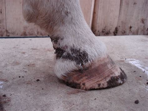 Mud Fever Explained - Equine Winter Health | Healthy horses, Horse care, Horses