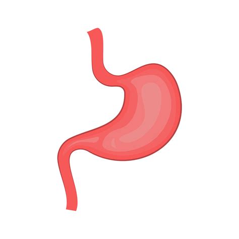 Human stomach. Digestive system, Internal organ, anatomy. isolated ...