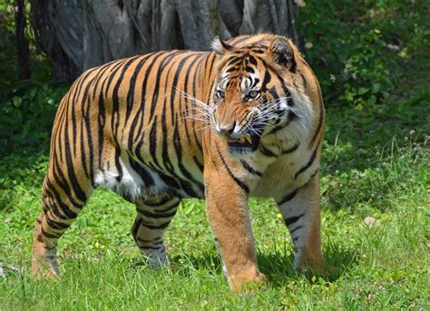 File:Sumatran Tiger, Miami MetroZoo.jpg - Wikimedia Commons