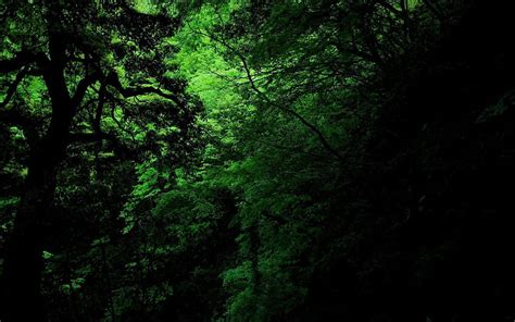 Bosque denso, bosque verde oscuro fondo de pantalla | Pxfuel