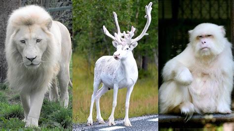 10 most beautiful white animals in the world | Cyprus Mail