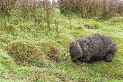 Studying wombat burrows with WomBot, a remote-controlled robot