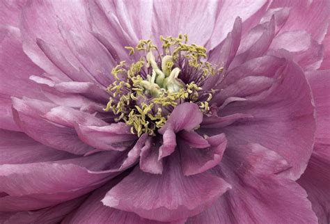 14 Peony Colors That Will Brighten Your Garden