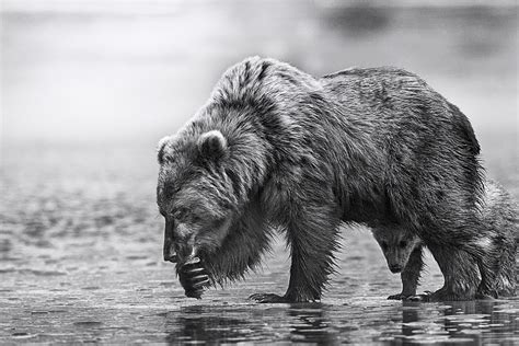 Grizzly Bear Photography | "Exploration" – Ejaz Khan Fine Art Photography