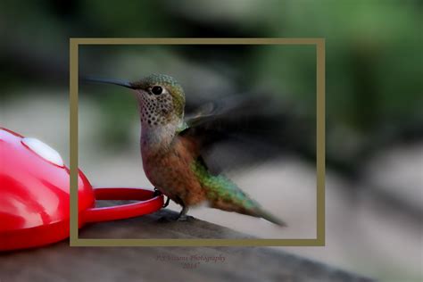 HUMMINGBIRD | Vision photography, Photography