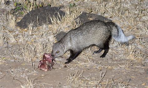 Mpala Live! Field Guide: White-tailed Mongoose | MpalaLive