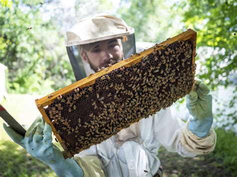 Beekeeping-Honey Harvest Methods, Costs and Breakeven Calculations ...