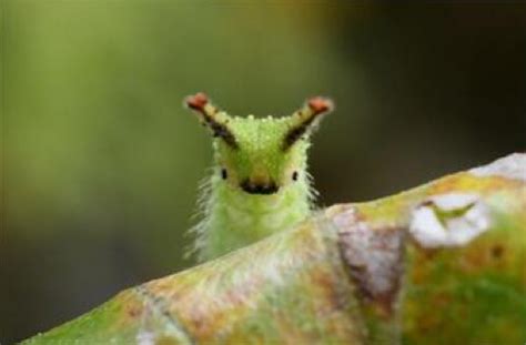 Japanese Emperor Caterpillar: What's Not to Love With a Face Like This :3 | Featured Creature