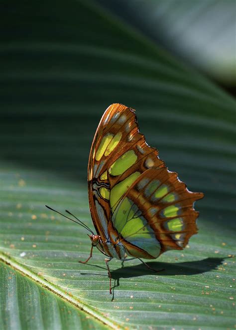 Rainforest Butterfly Photograph by Arthur Dodd - Fine Art America