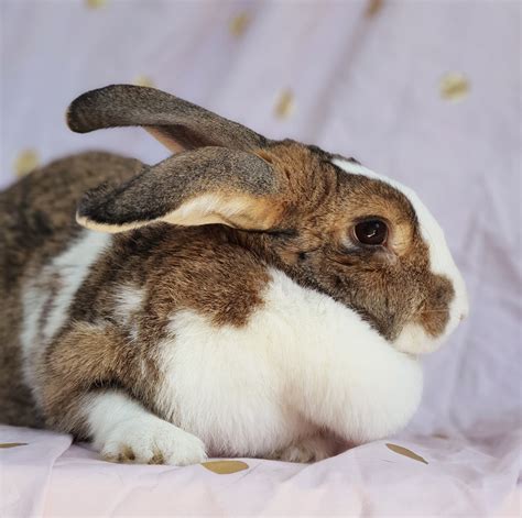 Naomi - Female Flemish Giant Rabbit in VIC - PetRescue