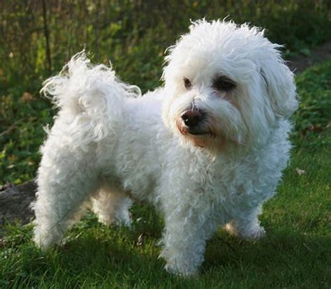 bichon maltais : un chien de race « made in délicatesse » - Toutvert