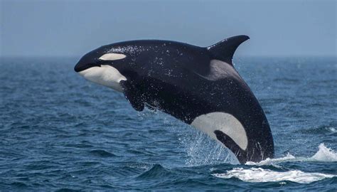 10 top questions about Orca - Wild 4 Whales Foundation