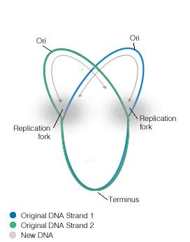 Origin Of Replication Bacteria