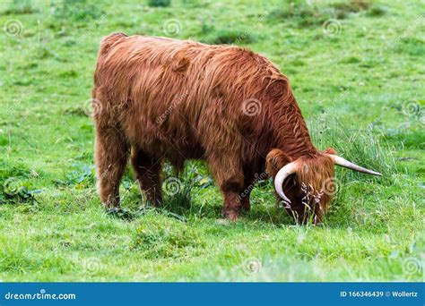 Highland bull in Scotland stock image. Image of lifestyle - 166346439