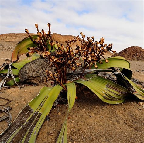 Welwitschia mirabilis: um "fóssil vivo"