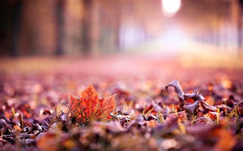 Leaves Nature Autumn Macro wallpaper | 1680x1050 | #30795