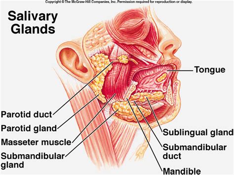 ORAL & MAXILLO-FACIAL SURGERY: Submandibular Gland Anatomy