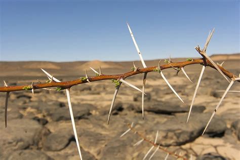 Trees Bearing Thorns, Spines and Prickles. - Arborist Now