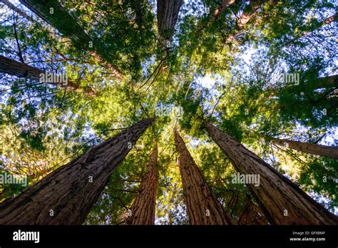 Muir Woods National Monument Stock Photo - Alamy