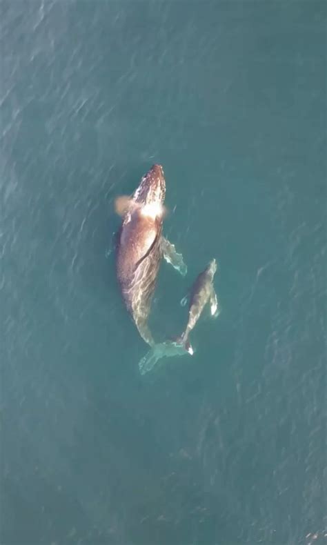 Baja Mexico's Best Tour: Guerrero Negro Whale Watching