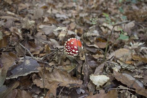 Fungus,red mushroom,white,nature,poisonous mushroom - free image from ...