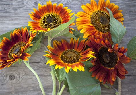 Heirloom Autumn Beauty Sunflower Seeds - Etsy UK