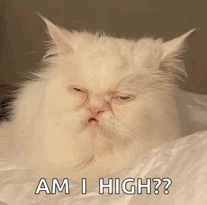 Stoned Eyes Cat Meme GIF - Stoned eyes Cat meme Meme cat - Discover ...