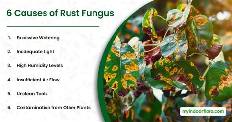 Rust Fungus On Monstera: [Causes, Treatment, And Prevention]