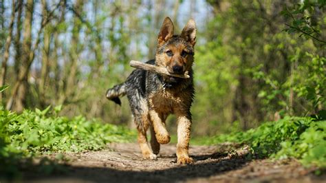 Training a German Shepherd Puppy to Walk on Leash (with Manners) - Shepherd Sense