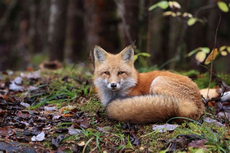 9 Cute Pictures of Red Foxes