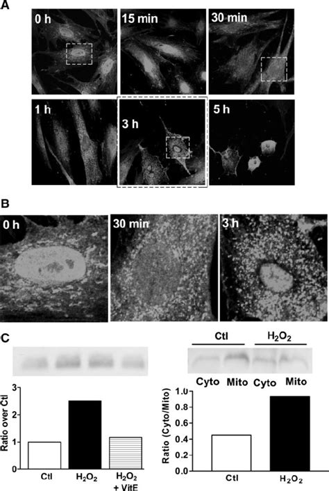 A : immunocytochemical localization of cytochrome c . Cytochrome c ...