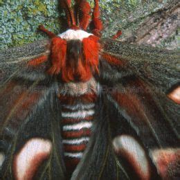 Cercopia Moth; photo by Matthew Bohan; prints available by request #nature #naturephotography # ...