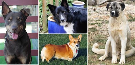 Top Most Popular Farm Dog Breeds For Herding & Protection – FarmerDB