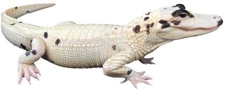 World's First Piebald Alligator and Extremely Rare Leucistic Alligator ...