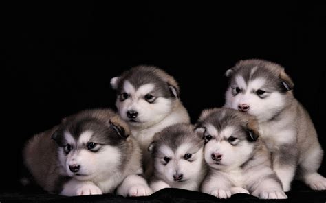 Alaskan Malamute Puppies How Much