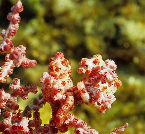 Pygmy Seahorses: Amazing Camouflage in Animals | HubPages