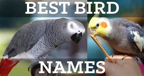 Best Pet Bird Names List - Lists by Gender, Cuteness, & Popularity