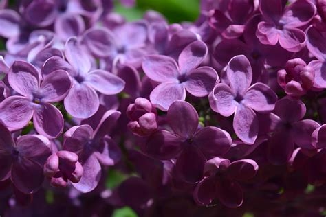 Lilac Free Stock Photo - Public Domain Pictures