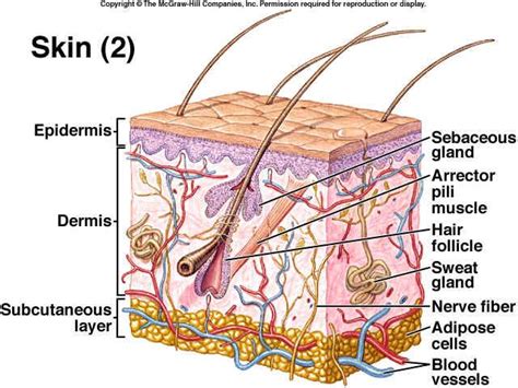 art-labeling activity: basic anatomy of the skin - wallpaperforwallsinmangalore