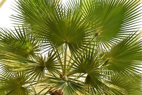 Fan Palm Tree Leaves Stock Photo - Download Image Now - iStock